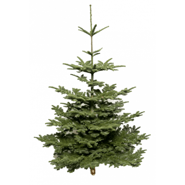 sapin-de-noel-nobilispng.png